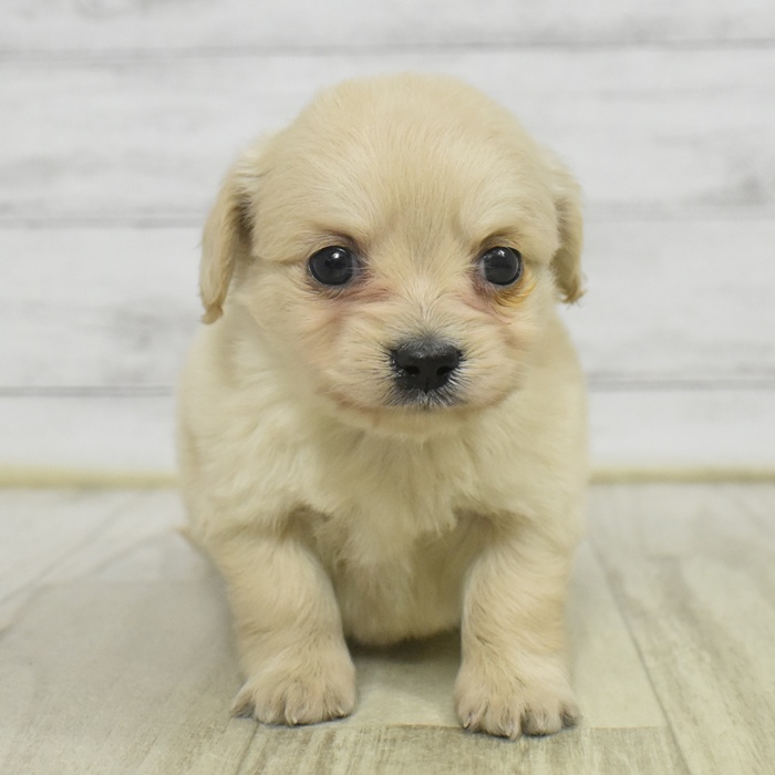 愛知県のチワックス(チワワ×ダックス) (犬の家＆猫の里春日井本店/2025年11月3日生まれ/女の子/クリーム)の子犬の2枚目の画像