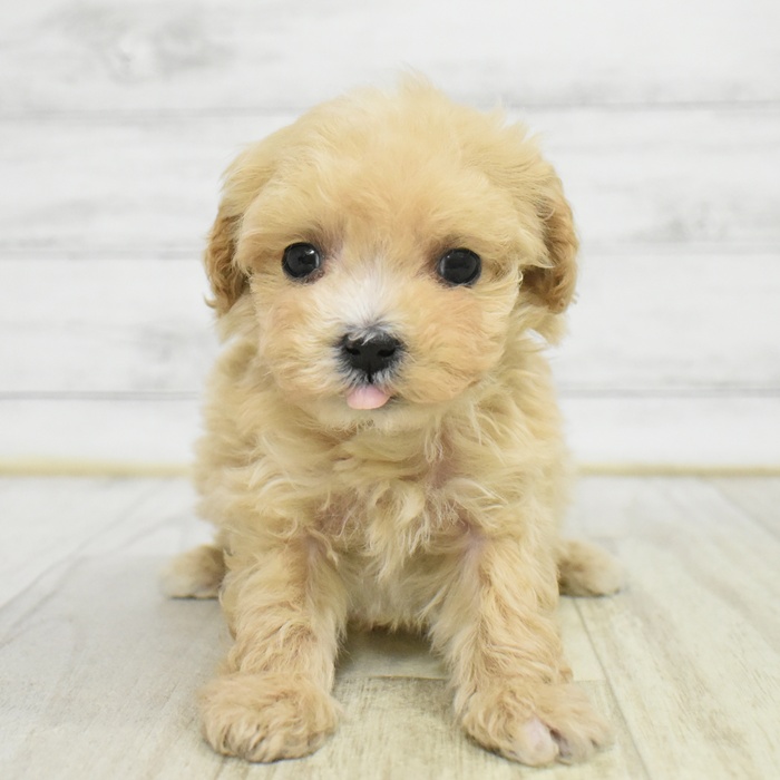 長野県のマルプー(マルチーズ×プードル) (犬の家＆猫の里長野店/2025年11月1日生まれ/女の子/アプリコット)の子犬