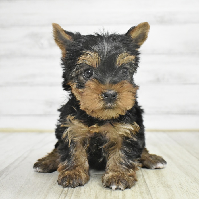 長野県のヨークシャーテリア (犬の家＆猫の里長野店/2025年11月2日生まれ/女の子/スチールブルータン)の子犬