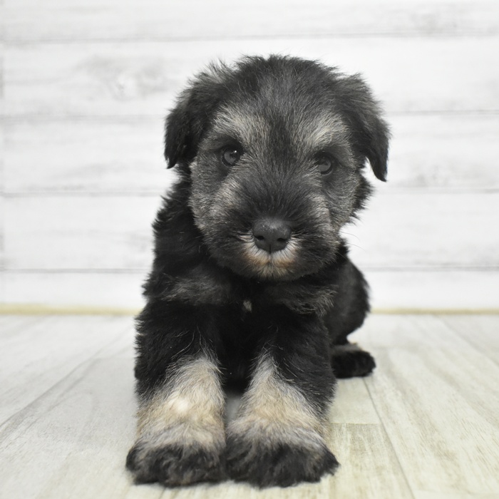 静岡県のミニチュアシュナウザー (犬の家＆猫の里MEGAドン・キホーテ袋井店/2025年11月2日生まれ/男の子/ソルトペッパー)の子犬