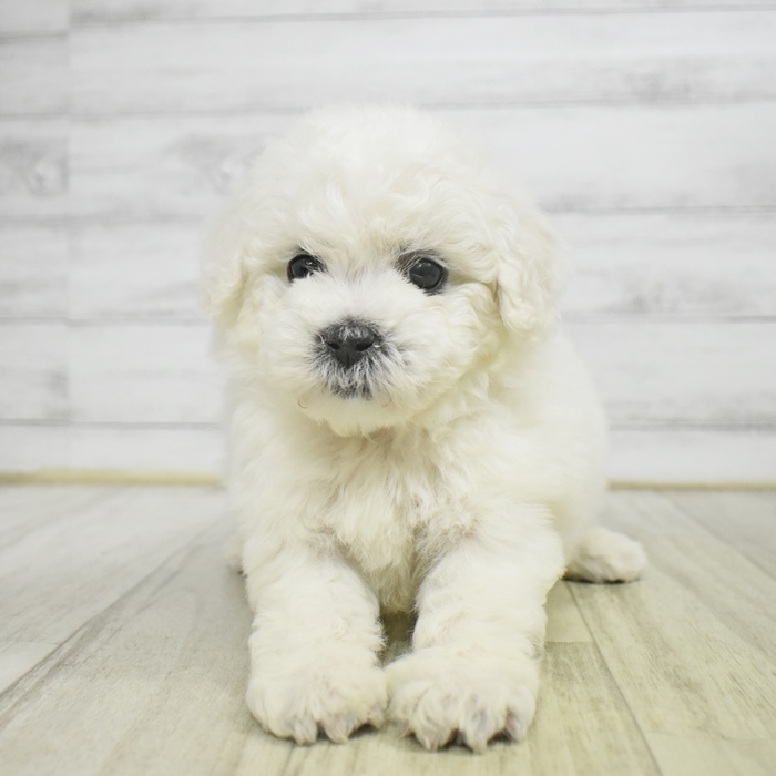静岡県のビションフリーゼ (犬の家＆猫の里藤枝店/2025年11月1日生まれ/男の子/ホワイト)の子犬