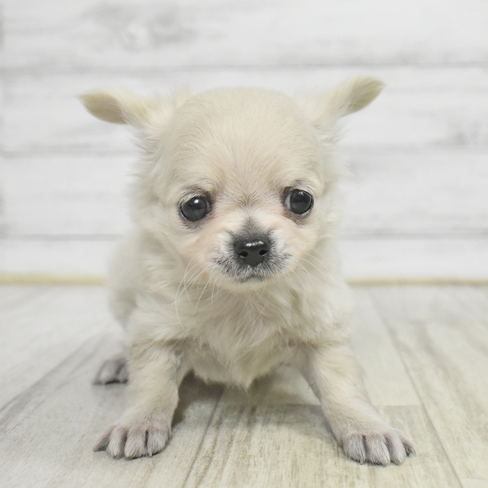 静岡県のチワワ(ロング) (犬の家＆猫の里プレ葉ウォーク浜北店/2025年10月31日生まれ/女の子/クリーム)の子犬