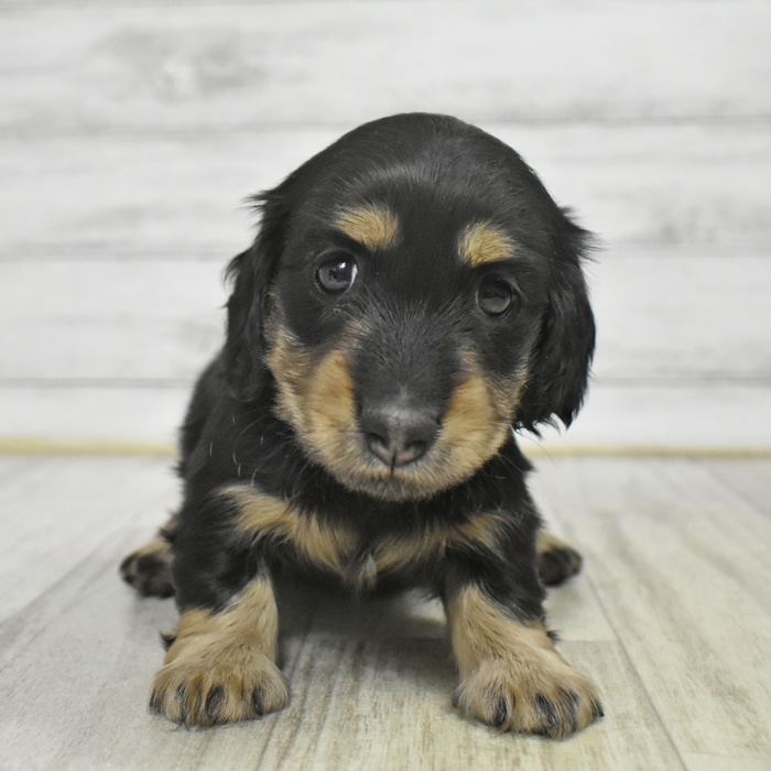 静岡県のミニチュアダックスフンド(ロング) (犬の家＆猫の里藤枝店/2025年11月2日生まれ/女の子/ブラックタン)の子犬