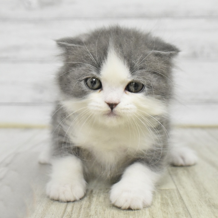 長野県のスコティッシュフォールド (犬の家＆猫の里塩尻店/2025年11月1日生まれ/男の子/ブルーホワイト)の子猫