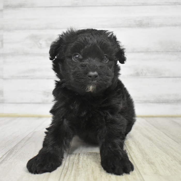 愛知県のポメプー(ポメラニアン×プードル) (犬の家＆猫の里エアポートウォーク店/2025年10月29日生まれ/男の子/ブラック)の子犬