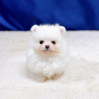 愛知県のポメラニアン (犬の家＆猫の里一宮店/2025年11月2日生まれ/男の子/ホワイト)の子犬