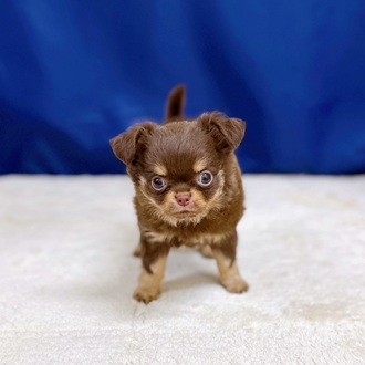 愛知県のチワワ(ロング) (犬の家＆猫の里一宮店/2025年11月3日生まれ/男の子/チョコレートタンホワイト)の子犬