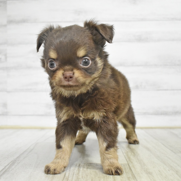 愛知県のチワワ(ロング) (犬の家＆猫の里一宮店/2025年11月3日生まれ/男の子/チョコレートタンホワイト)の子犬