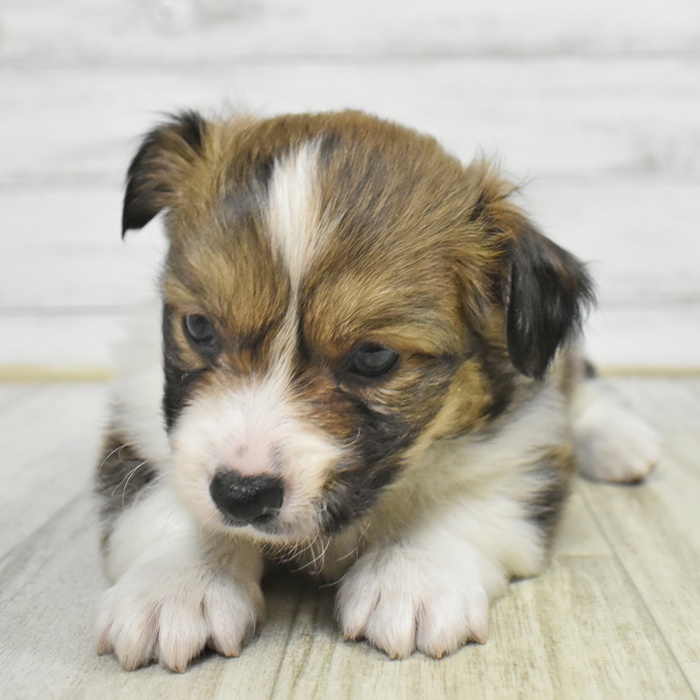 愛知県のウェルシュコーギーペンブローク (犬の家＆猫の里豊川インター店/2025年11月2日生まれ/男の子/レッドホワイト)の子犬