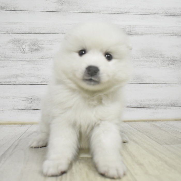 静岡県の日本スピッツ (犬の家＆猫の里マークイズ静岡店/2025年11月3日生まれ/男の子/ホワイト)の子犬