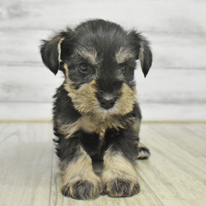 愛知県のミニチュアシュナウザー (犬の家＆猫の里豊川インター店/2025年11月1日生まれ/女の子/ソルトペッパー)の子犬