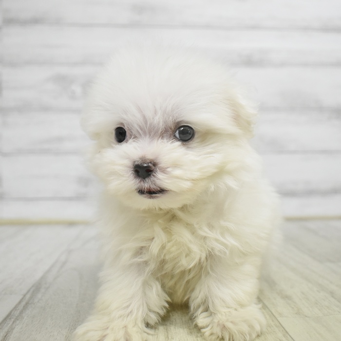 愛知県のポメマル/マルポメ(ポメラニアン×マルチーズ) (犬の家＆猫の里豊川インター店/2025年11月2日生まれ/男の子/クリーム)の子犬