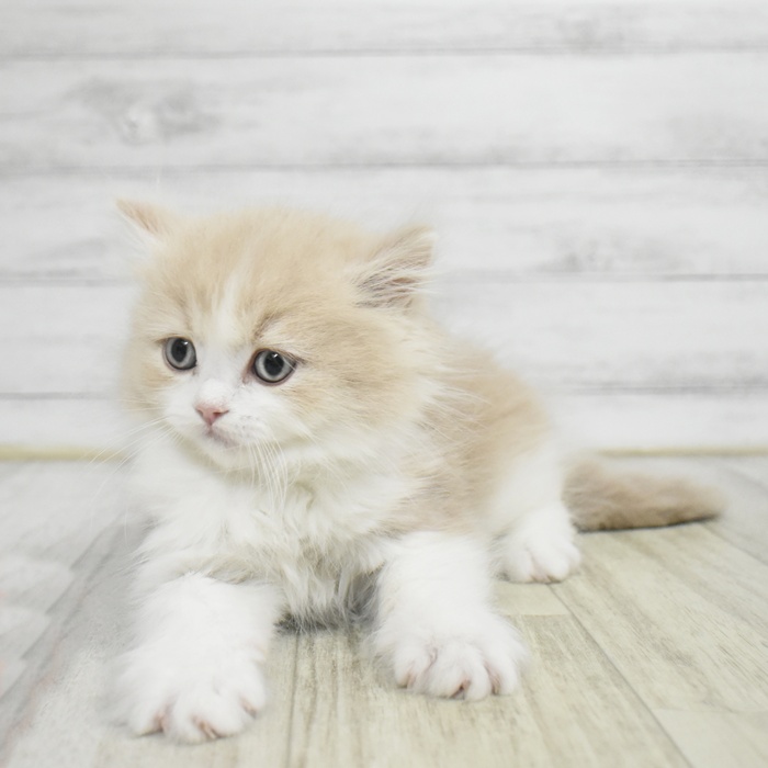 静岡県のマンチカン (犬の家＆猫の里富士店/2025年11月2日生まれ/男の子/クリームタビーホワイト)の子猫