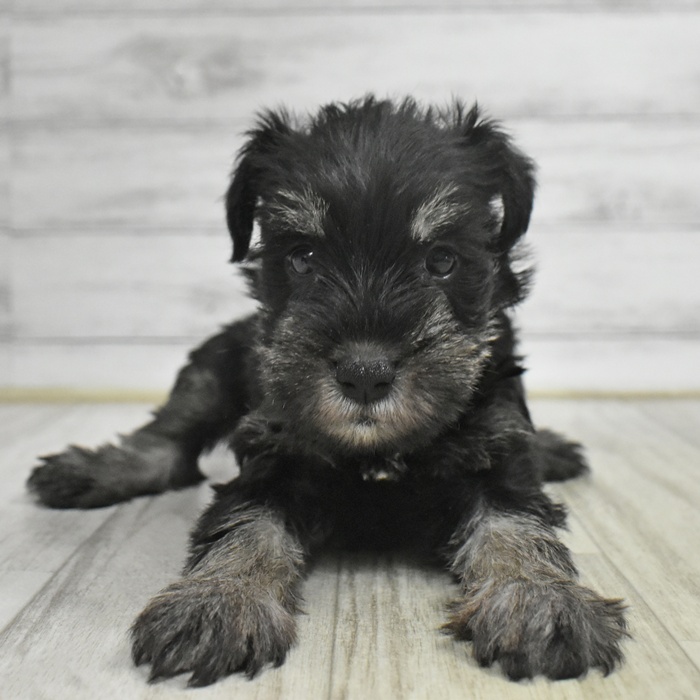 愛知県のミニチュアシュナウザー (犬の家＆猫の里春日井本店/2025年11月2日生まれ/女の子/ブラックシルバー)の子犬