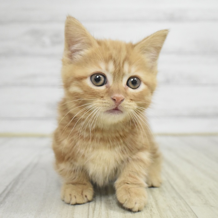 東京都のマンチカン (犬の家＆猫の里新宿店/2025年11月3日生まれ/男の子/レッドタビー)の子猫の2枚目の画像