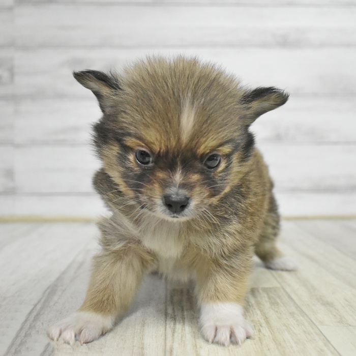 神奈川県のポメチワ/チワポメ/ポメチー(ポメラニアン×チワワ) (犬の家＆猫の里小田原店/2025年11月1日生まれ/男の子/オレンジセーブル)の子犬