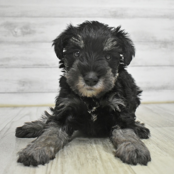 愛知県のミニチュアシュナウザー (犬の家＆猫の里碧南店/2025年11月2日生まれ/男の子/ブラックシルバー)の子犬