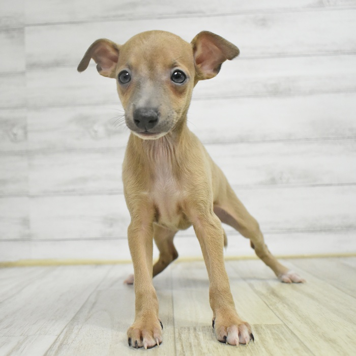 愛知県のイタリアングレーハウンド (犬の家＆猫の里豊川インター店/2025年11月3日生まれ/男の子/フォーン)の子犬