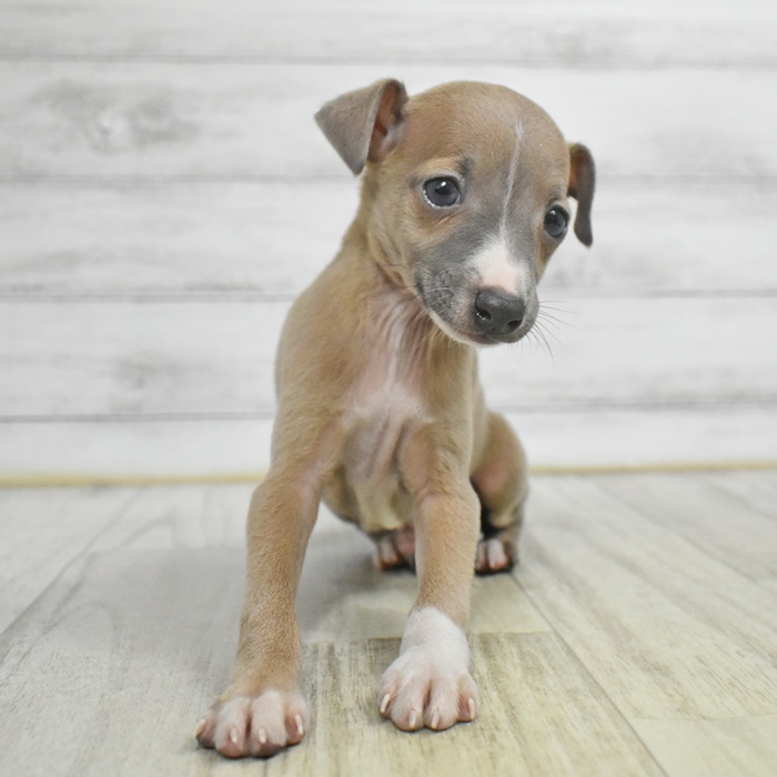 愛知県のイタリアングレーハウンド (犬の家＆猫の里碧南店/2025年11月3日生まれ/男の子/フォーンホワイト)の子犬