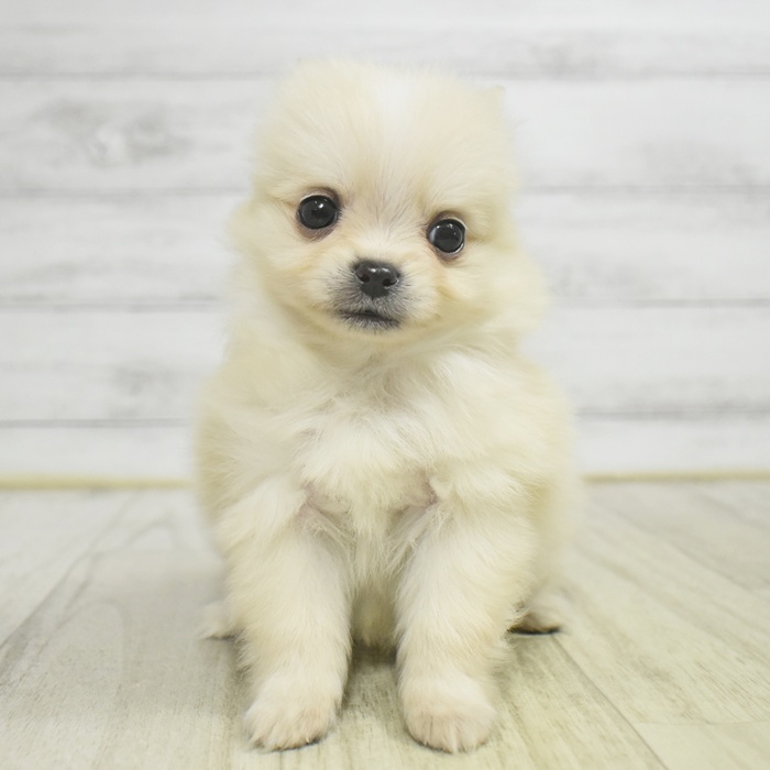 長野県のポメチワ/チワポメ/ポメチー(ポメラニアン×チワワ) (犬の家＆猫の里カインズ梓川店/2025年11月2日生まれ/女の子/クリーム)の子犬