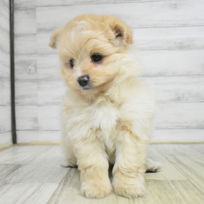 静岡県のポメプー(ポメラニアン×プードル) (犬の家＆猫の里富士店/2025年11月3日生まれ/女の子/クリーム)の子犬