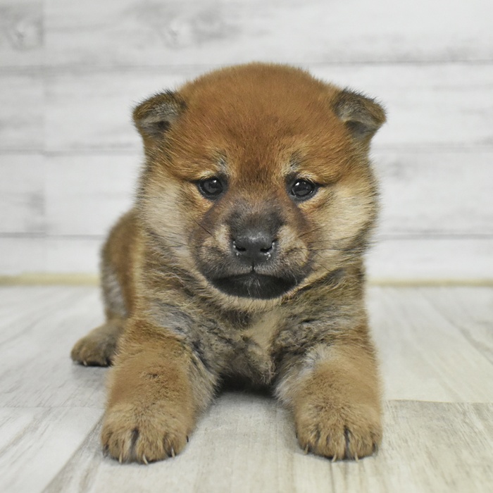 静岡県の柴犬(標準サイズ) (犬の家＆猫の里マークイズ静岡店/2025年11月1日生まれ/女の子/赤)の子犬