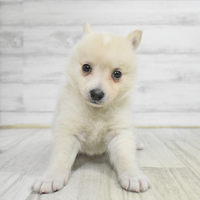 愛知県のポメ柴/豆ポメ/ポメ豆柴(ポメラニアン×柴犬) (犬の家＆猫の里豊川インター店/2025年11月2日生まれ/男の子/白)の子犬