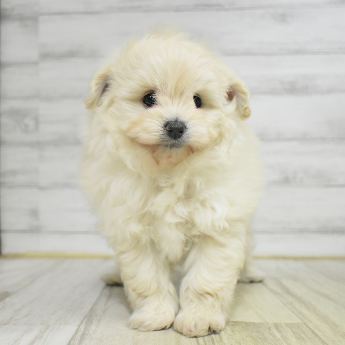 愛知県のポメプー(ポメラニアン×プードル) (犬の家＆猫の里春日井本店/2025年11月3日生まれ/女の子/クリーム)の子犬