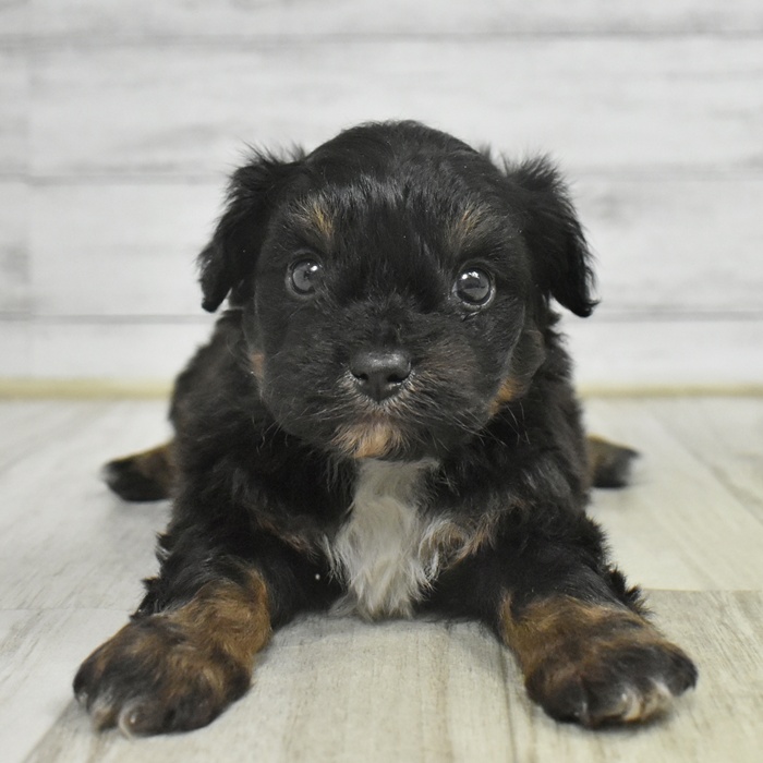 愛知県のチワプー/プーチー(チワワ×プードル) (犬の家＆猫の里名古屋天白店/2025年11月3日生まれ/男の子/ブラックタン)の子犬