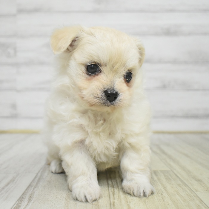 静岡県のチワプー/プーチー(チワワ×プードル) (犬の家＆猫の里富士店/2025年11月2日生まれ/女の子/クリーム)の子犬
