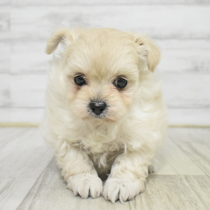 愛知県のチワプー/プーチー(チワワ×プードル) (犬の家＆猫の里豊田店/2025年11月2日生まれ/女の子/クリーム)の子犬