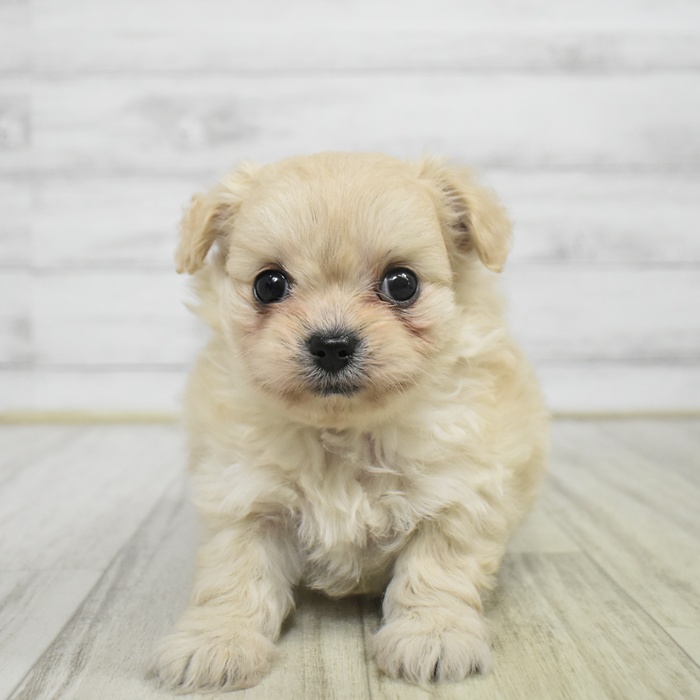 長野県のチワプー/プーチー(チワワ×プードル) (犬の家＆猫の里塩尻店/2025年11月2日生まれ/女の子/クリーム)の子犬