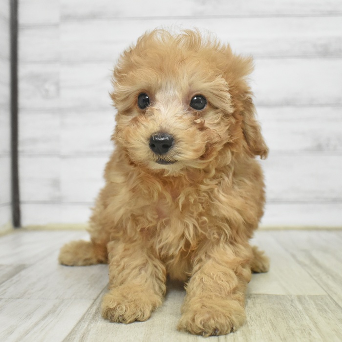 愛知県のトイプードル(トイ) (犬の家＆猫の里MEGAドン・キホーテ東海名和店/2025年11月1日生まれ/男の子/アプリコット)の子犬