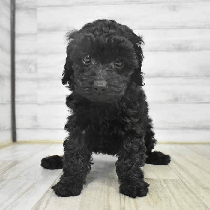 静岡県のトイプードル(トイ) (犬の家＆猫の里マークイズ静岡店/2025年11月1日生まれ/女の子/ブラック)の子犬