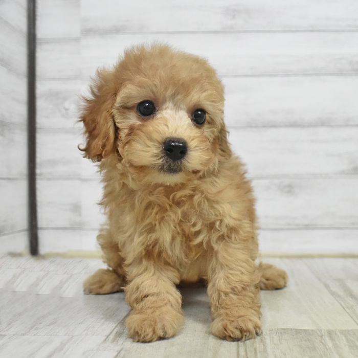 愛知県のトイプードル(トイ) (犬の家＆猫の里愛知刈谷店/2025年11月1日生まれ/女の子/アプリコット)の子犬の1枚目の画像