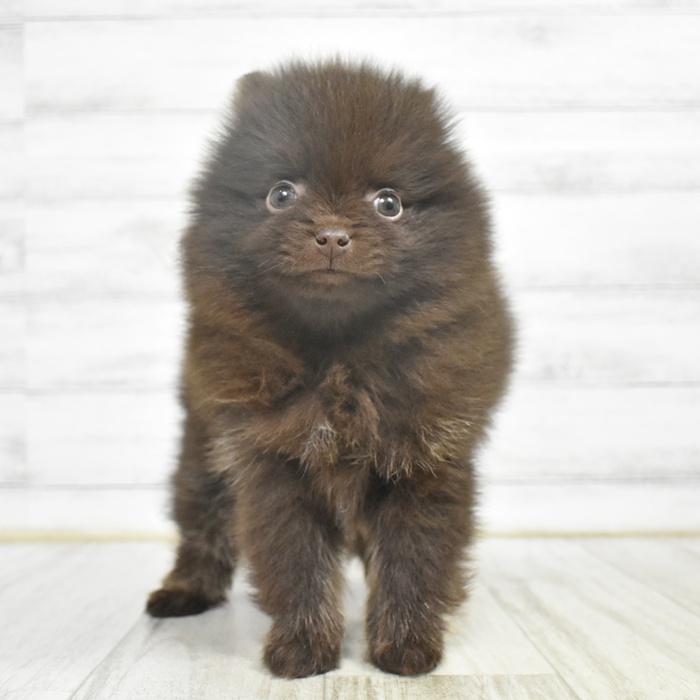 愛知県のポメラニアン (犬の家＆猫の里豊川インター店/2025年11月2日生まれ/男の子/チョコレート)の子犬