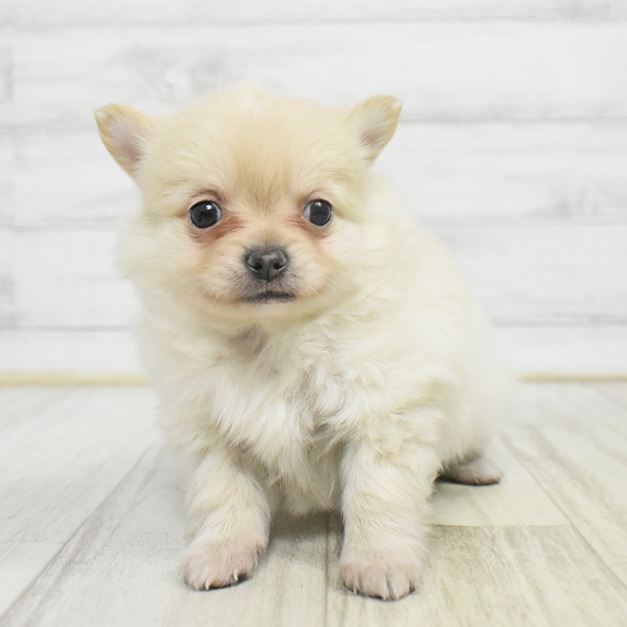 長野県のポメチワ/チワポメ/ポメチー(ポメラニアン×チワワ) (犬の家＆猫の里長野店/2025年11月2日生まれ/男の子/クリーム)の子犬