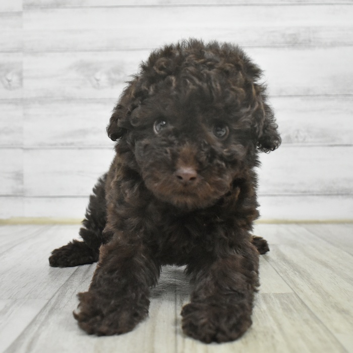 静岡県のトイプードル(トイ) (犬の家＆猫の里プレ葉ウォーク浜北店/2025年11月3日生まれ/男の子/ブラウン)の子犬