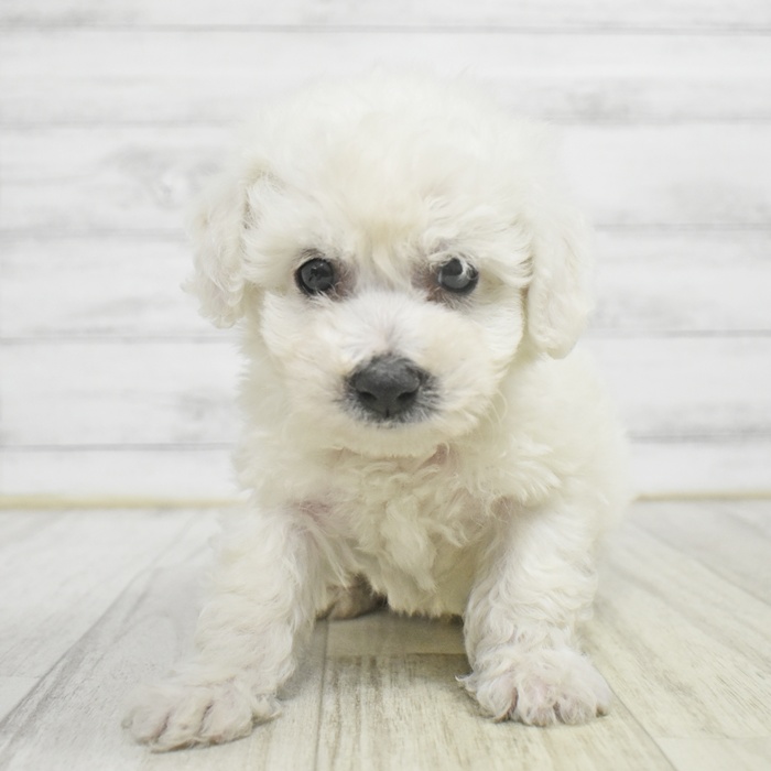 愛知県のビションフリーゼ (犬の家＆猫の里春日井本店/2025年11月2日生まれ/男の子/ホワイト)の子犬