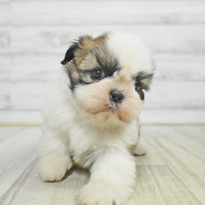 愛知県のシーズー (犬の家＆猫の里豊田店/2025年11月1日生まれ/男の子/ホワイトゴールド)の子犬