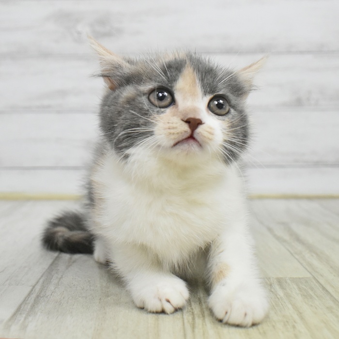 静岡県のスコティッシュフォールド (犬の家＆猫の里藤枝店/2025年10月26日生まれ/女の子/ダイリュートキャリコ)の子猫
