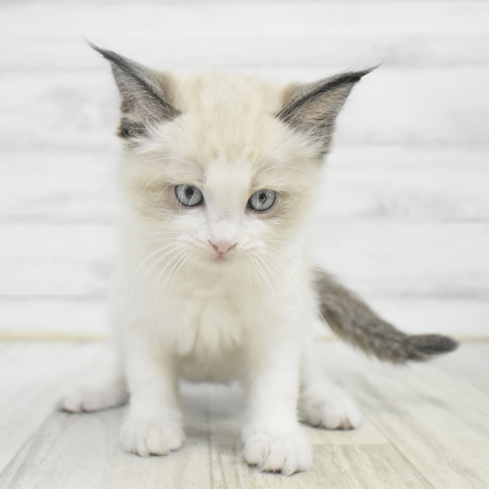 長野県のラグドール (犬の家＆猫の里塩尻店/2025年11月2日生まれ/男の子/シールポイントバイカラー)の子猫