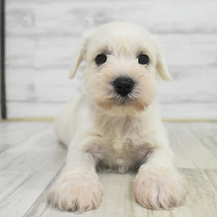 愛知県のミニチュアシュナウザー (犬の家＆猫の里エアポートウォーク店/2025年11月3日生まれ/女の子/ホワイト)の子犬