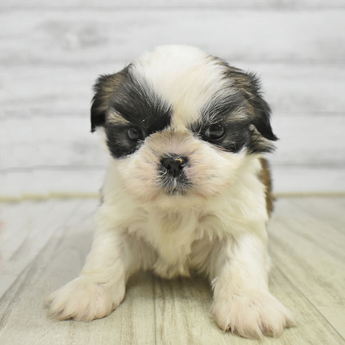 静岡県のシーズー (犬の家＆猫の里マークイズ静岡店/2025年11月3日生まれ/男の子/ホワイトゴールド)の子犬