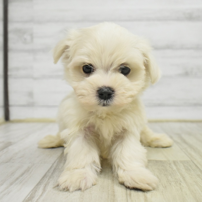 静岡県のマルチーズ (犬の家＆猫の里富士店/2025年11月2日生まれ/男の子/ホワイト)の子犬