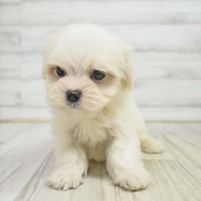 愛知県のマルチーズ (犬の家＆猫の里春日井本店/2025年11月2日生まれ/男の子/ホワイト)の子犬の2枚目の画像