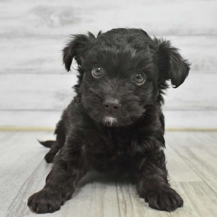 静岡県のチワプー/プーチー(チワワ×プードル) (犬の家＆猫の里MEGAドン・キホーテ袋井店/2025年11月2日生まれ/女の子/ブラウン)の子犬