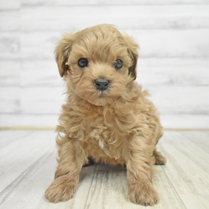 愛知県のマルプー(マルチーズ×プードル) (犬の家＆猫の里春日井本店/2025年11月2日生まれ/男の子/アプリコット)の子犬