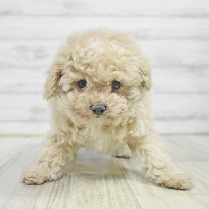 長野県のポメプー(ポメラニアン×プードル) (犬の家＆猫の里塩尻店/2025年10月30日生まれ/男の子/アプリコット)の子犬