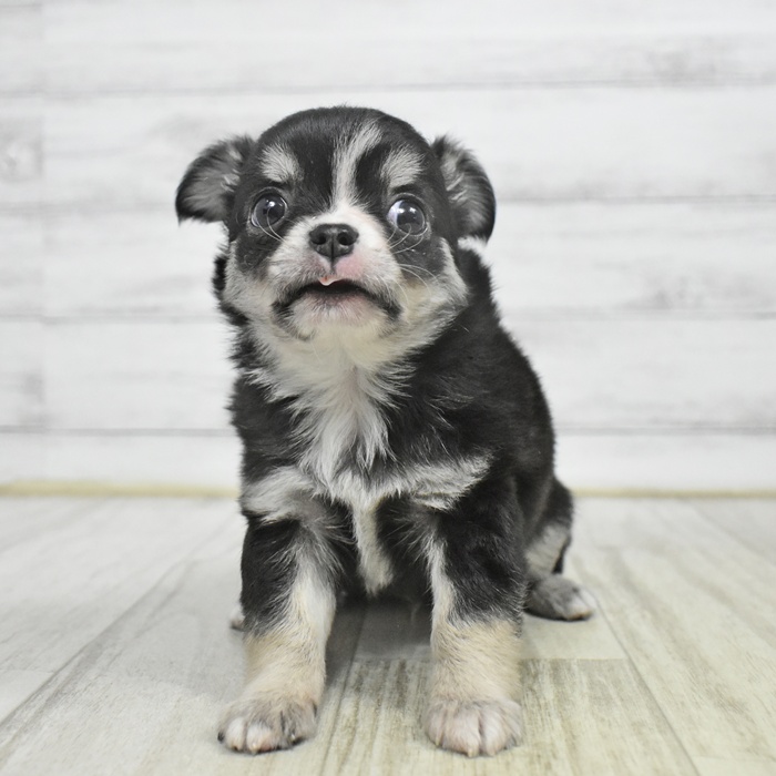 愛知県のチワワ(ロング) (犬の家＆猫の里春日井本店/2025年11月2日生まれ/男の子/ブラックタンホワイト)の子犬